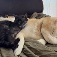 横になる犬と猫