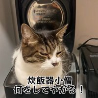 炊飯器小僧と呼ばれる猫