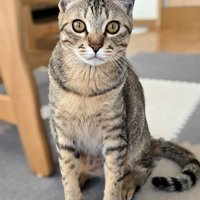 じっと前を見つめるキジトラ猫