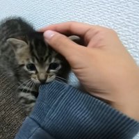 袖を噛む子猫