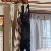 カーテン登り