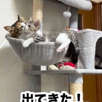 三毛猫に顔を舐められるキジトラ白の子猫