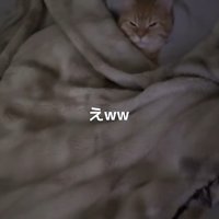 布団に入った猫