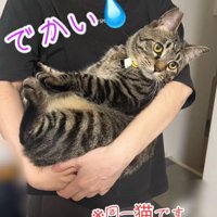 顔を横に向ける抱っこされる猫