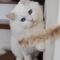 おもちゃを狙う猫