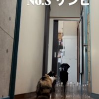 廊下の奥から歩いて来る大型犬
