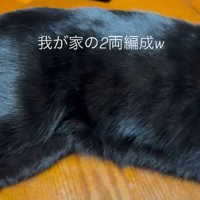 黒猫の横たわる胴体