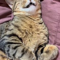 口を開けて寝る成猫