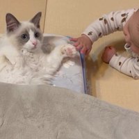 寝そべっている猫と猫の手を触っている赤ちゃん