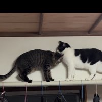 ぶつかる2匹の猫