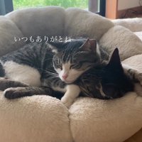 くっついて寝る猫