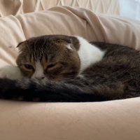 クッションの上でウトウトしている猫
