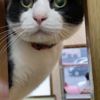 隙間から顔を覗かせる猫