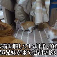 子猫を見る成猫