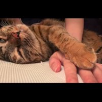 横になり目を閉じかける猫