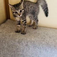 やんのかステップをする子猫