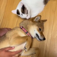犬の頭に顔を寄せる猫