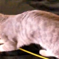 棒に飛びつくモアレちゃん
