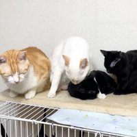 左の子を舐めて