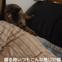 ベッドで毛づくろいする猫