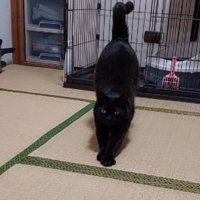室内にいる猫