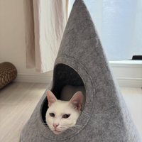 キャットハウスに入った白猫