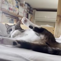 転がって仰向けになった猫