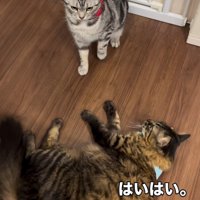 横になる猫