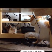 寝ている子猫とちょっかいを出している猫