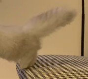 テーブルに飛び移ろうとする猫の後ろ足