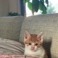 ソファに座る猫