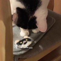 フェルトワッペンを見ている猫