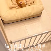 休むチワワ