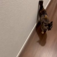 人の後をついて歩く猫
