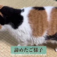 歩く猫