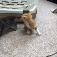 キャリーから出された子猫たち