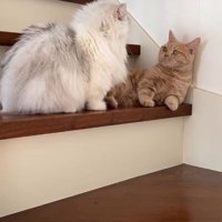 階段でくつろぐマンチカンに近寄るミヌエット