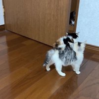 毛を逆立てる赤ちゃん猫