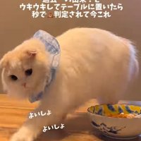 砂をかける仕草をする猫