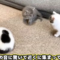 雷にびっくりして集まる子猫