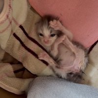 仰向けの子猫