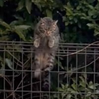 フェンスを登る猫