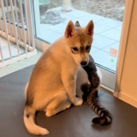 窓の外を見ていた赤ちゃん犬