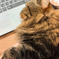 手に乗るアーサーくん