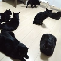 黒猫たちの後ろ姿