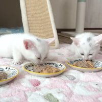 食事中の子猫たち