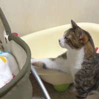 ベビーベッドに手を置く猫