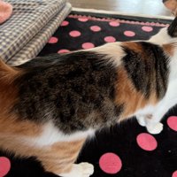 ミクちゃんの背中