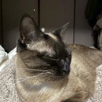 そっぽを向く猫