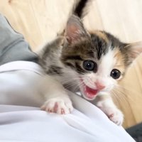 鳴きながら登る子猫